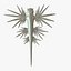 Glaucus atlanticus