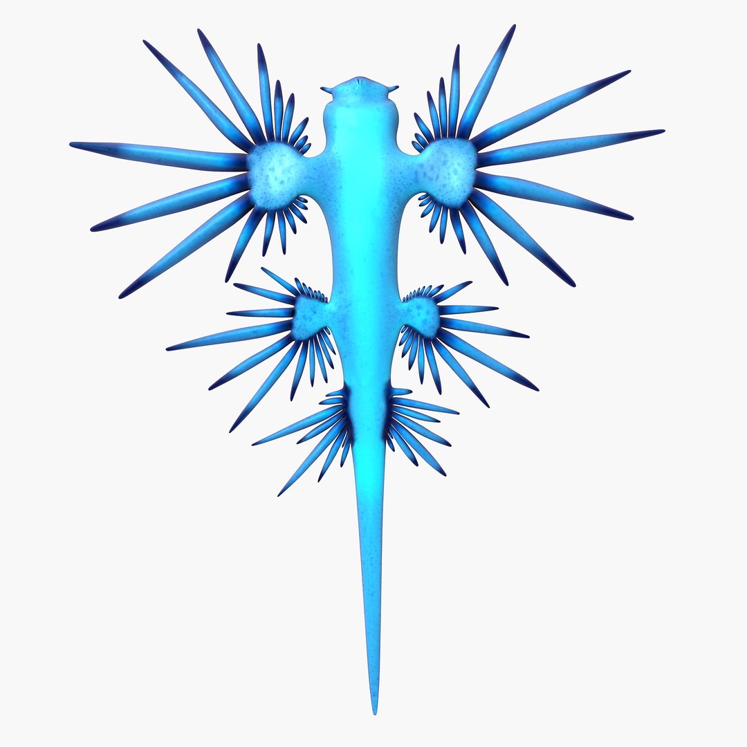 3d model glaucus atlanticus https://p.turbosquid.com/ts-thumb/03/iznBJO/holoV8rf/f3/jpg/1416762442/1920x1080/fit_q87/01cca7fdda3f13f83aca5dc4f4538adbe309ffe0/f3.jpg