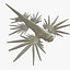 Glaucus atlanticus