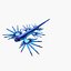 Glaucus atlanticus