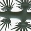 Glaucus atlanticus