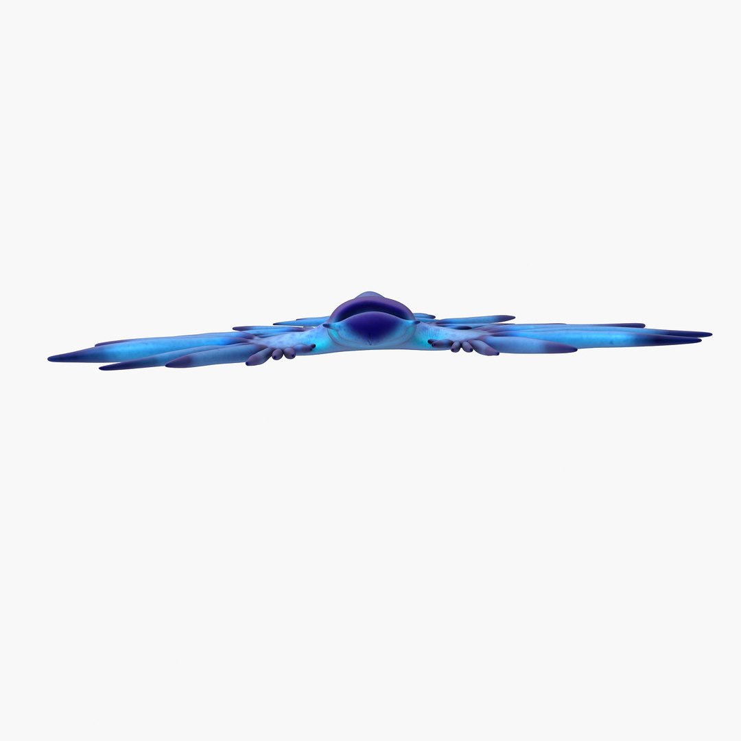 3d model glaucus atlanticus https://p.turbosquid.com/ts-thumb/03/iznBJO/zL928VcX/f5/jpg/1416762442/1920x1080/fit_q87/4d0d91ce1eb4cfcb79e580f71adad98f4b672a0f/f5.jpg