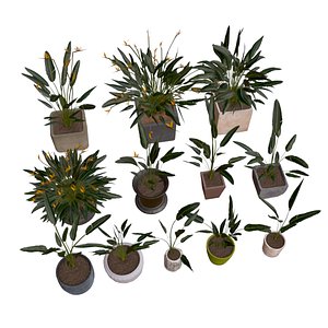 Flowers Bird of paradise in pots collection for archivis 3D model
