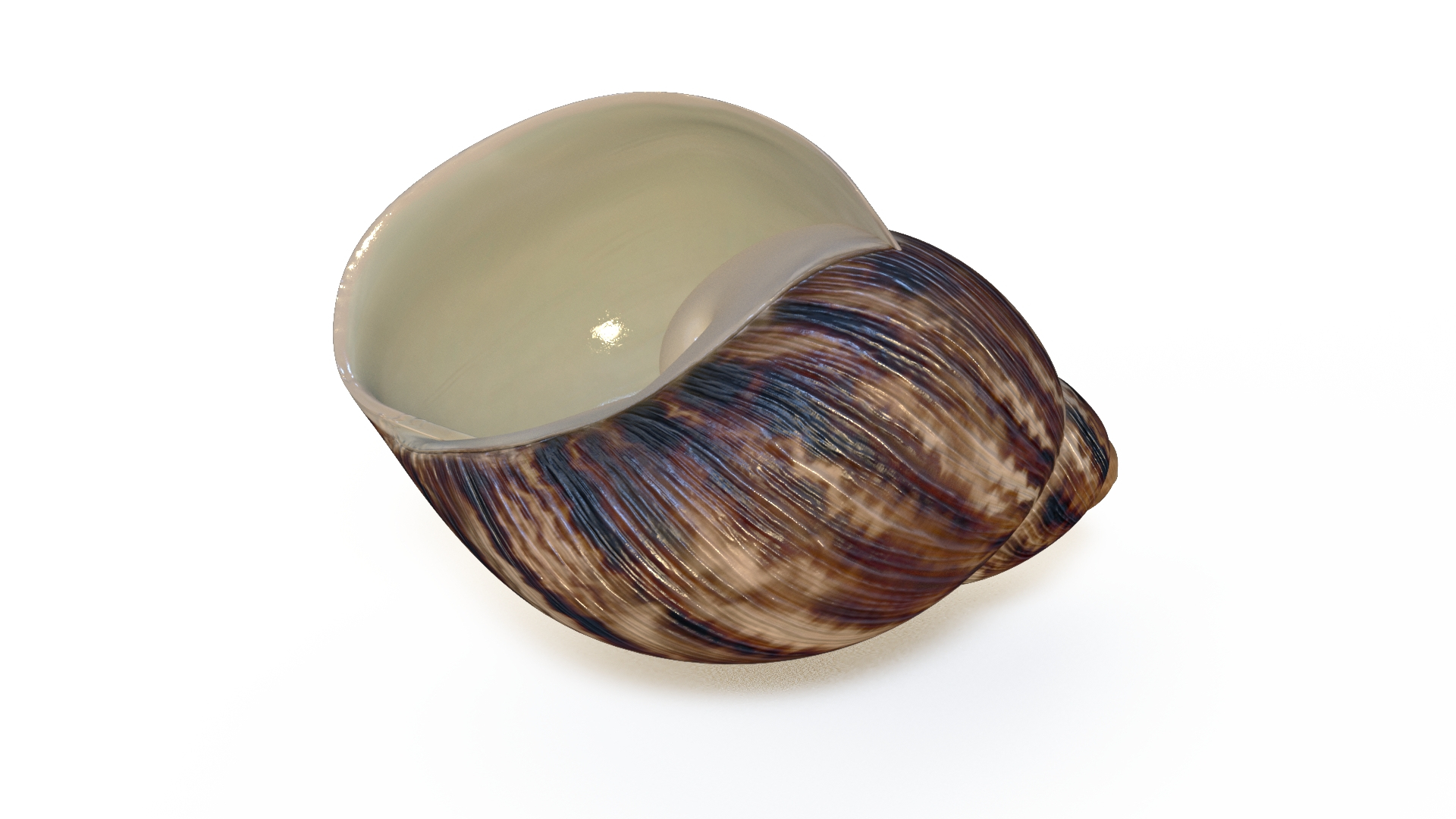 3D Archachatina Marginata Shell https://p.turbosquid.com/ts-thumb/03/yPHwRr/Js/archachatina_marginata_shell_360/jpg/1716355625/1920x1080/turn_fit_q99/8804c5f3edba7cd9083fd86134510fc8e8602a9f/archachatina_marginata_shell_360-1.jpg