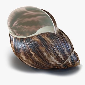 3D Archachatina Marginata Shell