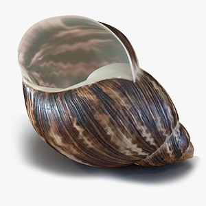 Archachatina Marginata Shell