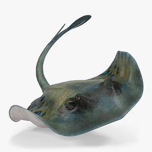 spotted stingray rigged 3d model