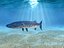 Ryba Barracuda