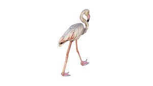Flamingo 3D model