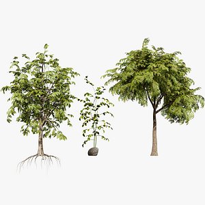 Moringa Oleifera Tree 3D