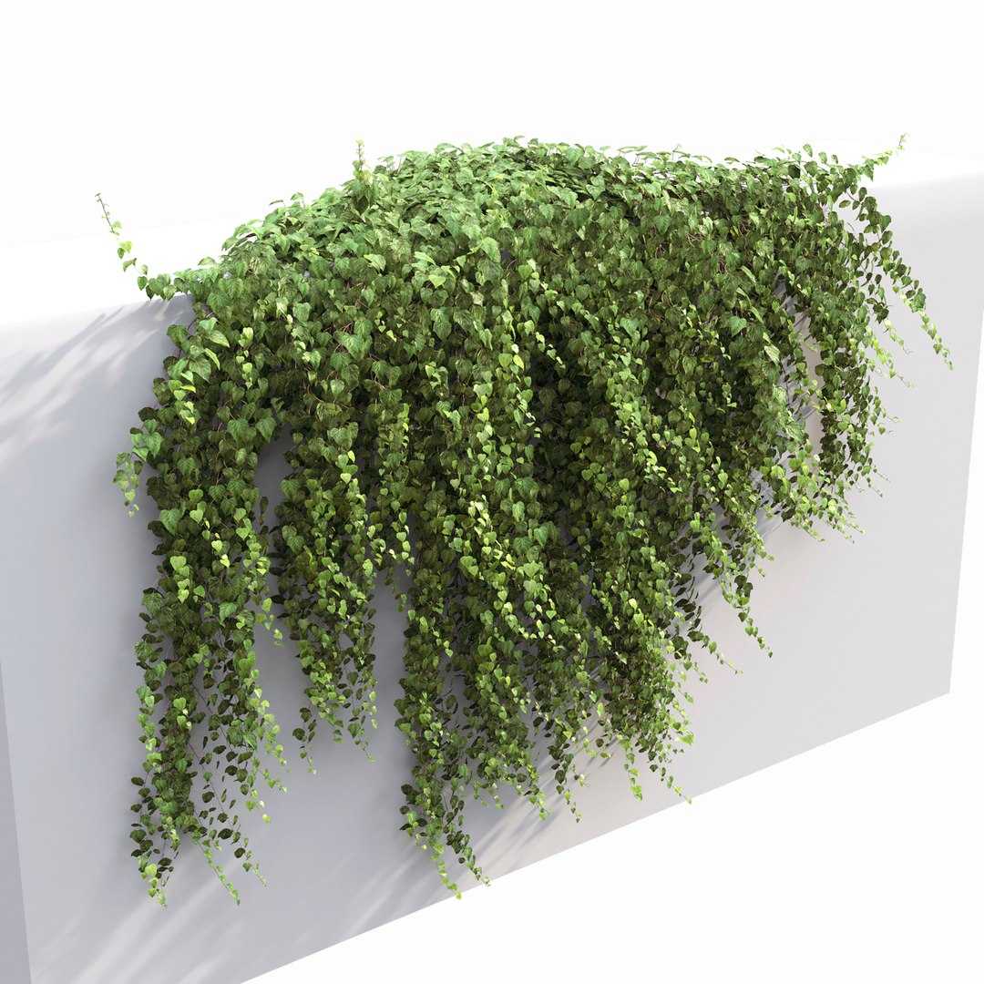 3D model Ivy https://p.turbosquid.com/ts-thumb/04/QAc3GW/sY/8/jpg/1762959745/1920x1080/fit_q87/db84710d34dada856cd9f7ebf9e7b65894dd161d/8.jpg