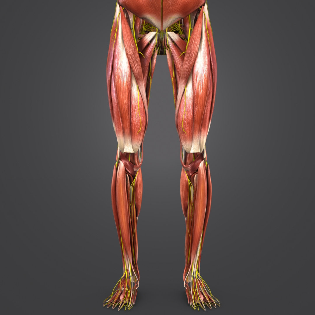 Human body muscles 3D model - TurboSquid 1268623