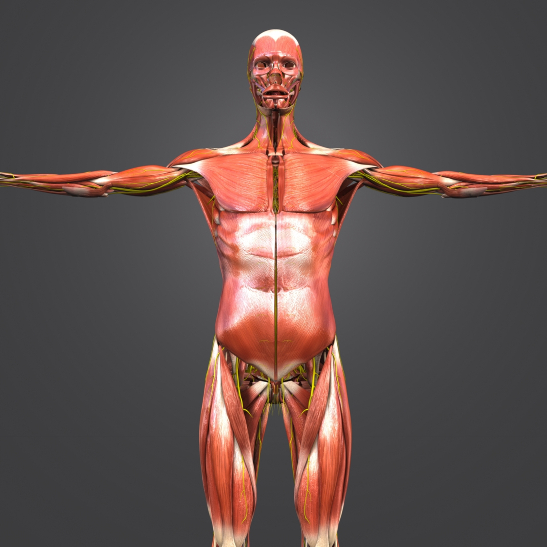 Human body muscles 3D model - TurboSquid 1268623