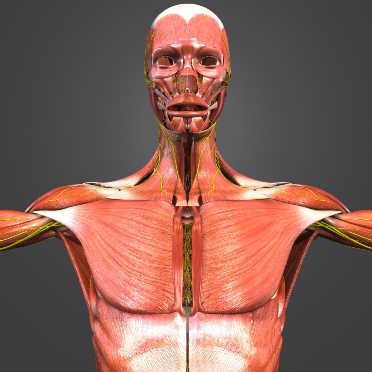 Human Body Muscles 3d Model Turbosquid 1268623