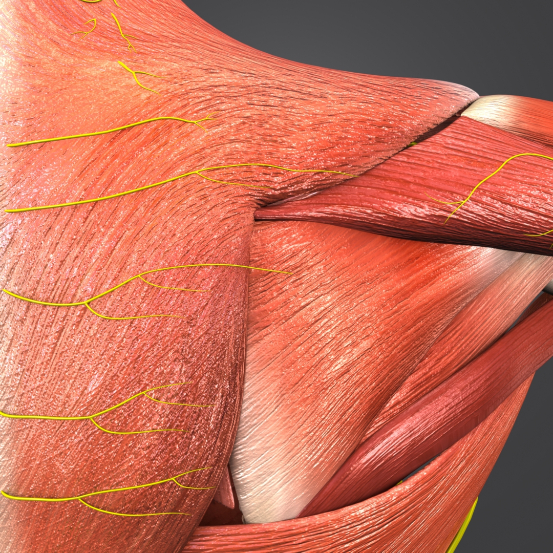 Human Body Muscles 3d Model Turbosquid 1268623