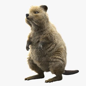 3D quokka ornatrix ephere model