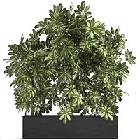 Decorative Schefflera in flowerpots 764