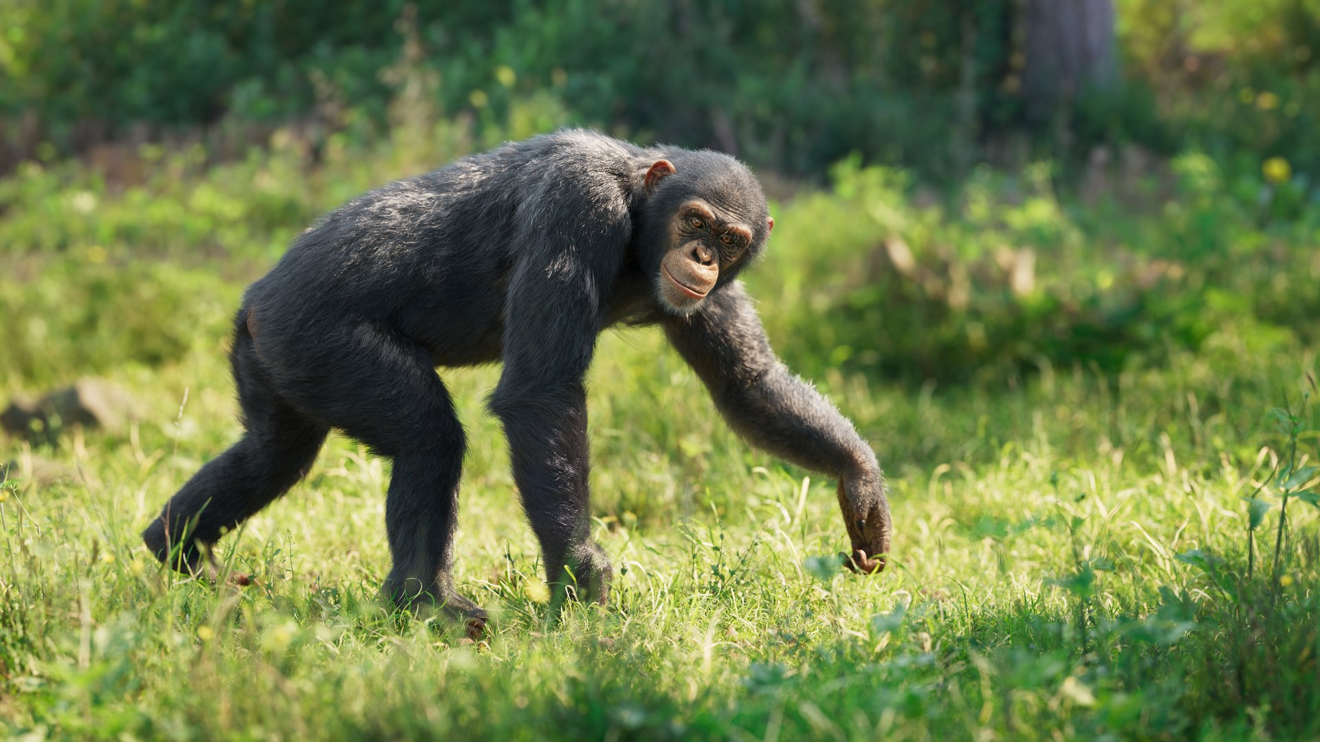 3D Chimpanzee Animated Model - TurboSquid 1867384