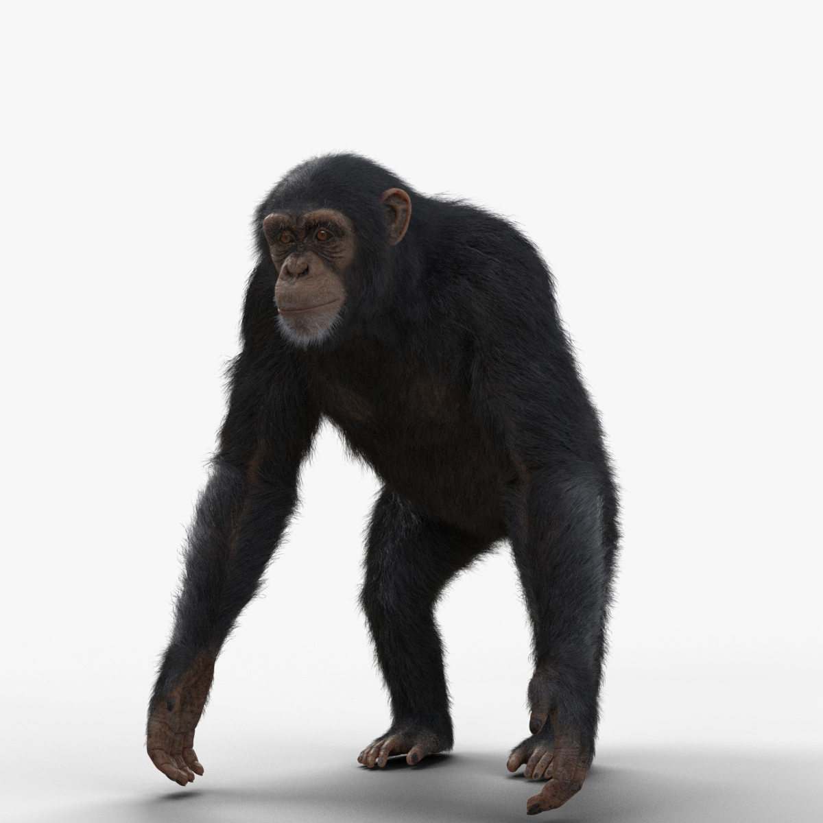 3d chimpanzee animated model turbosquid 1867384