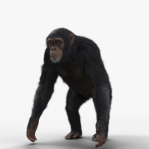 3D Chimpanzee Animated model