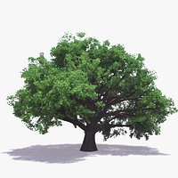 English Oak (For Any Season)