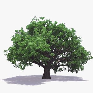 English Oak (For Any Season)