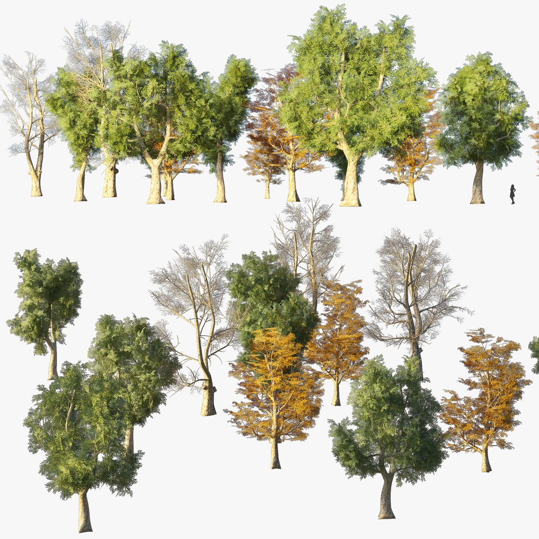 3D 4 Season Platanus Trees Model - TurboSquid 2065426