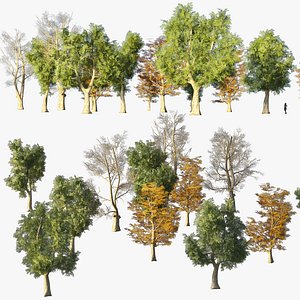 3D 4 season Platanus trees model