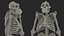 3D Gorilla Skeleton Bone Structure model