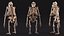 3D Gorilla Skeleton Bone Structure model