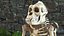 3D Gorilla Skeleton Bone Structure model