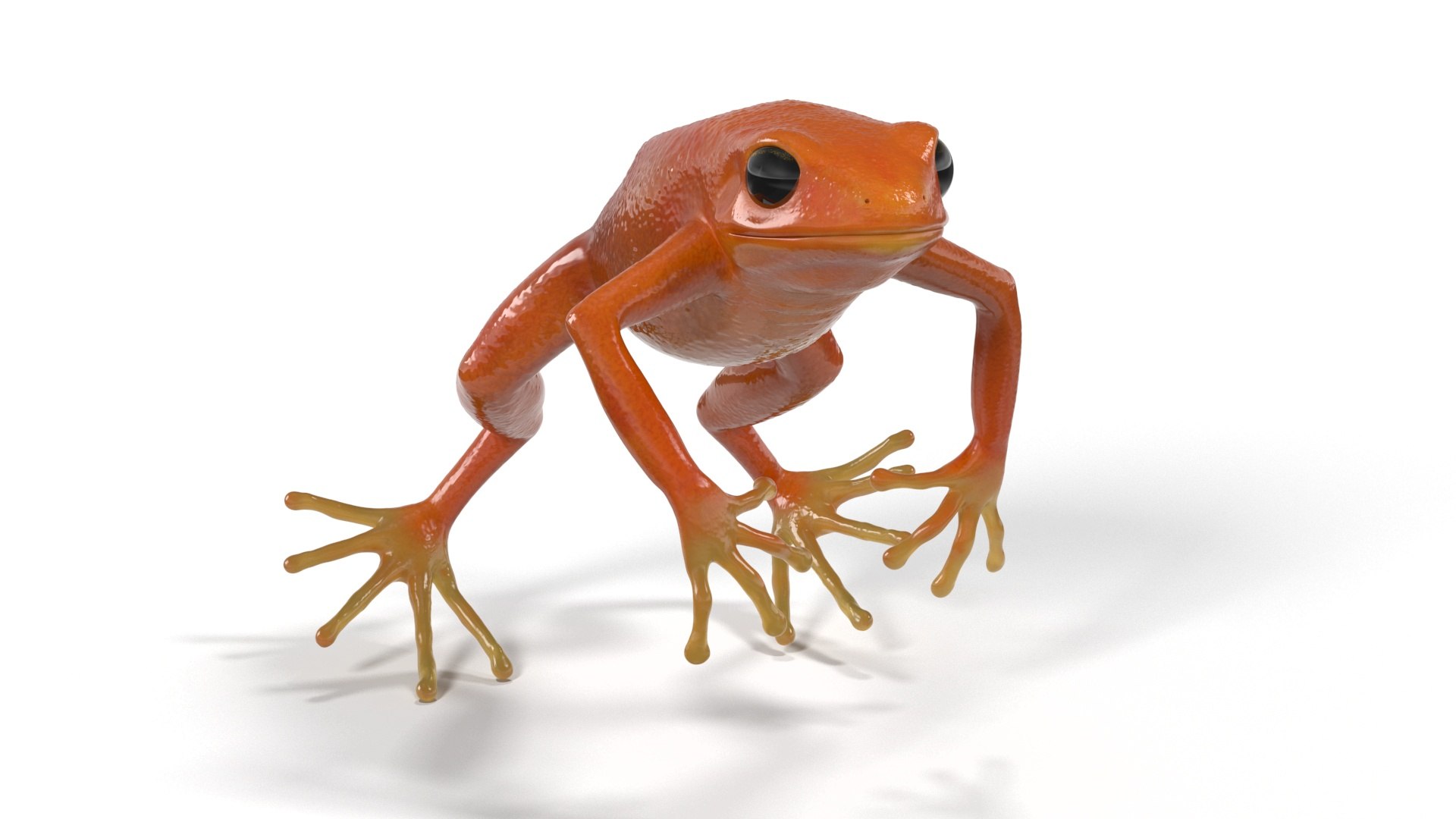 Mantella Frog Jumping Model - TurboSquid 2279299