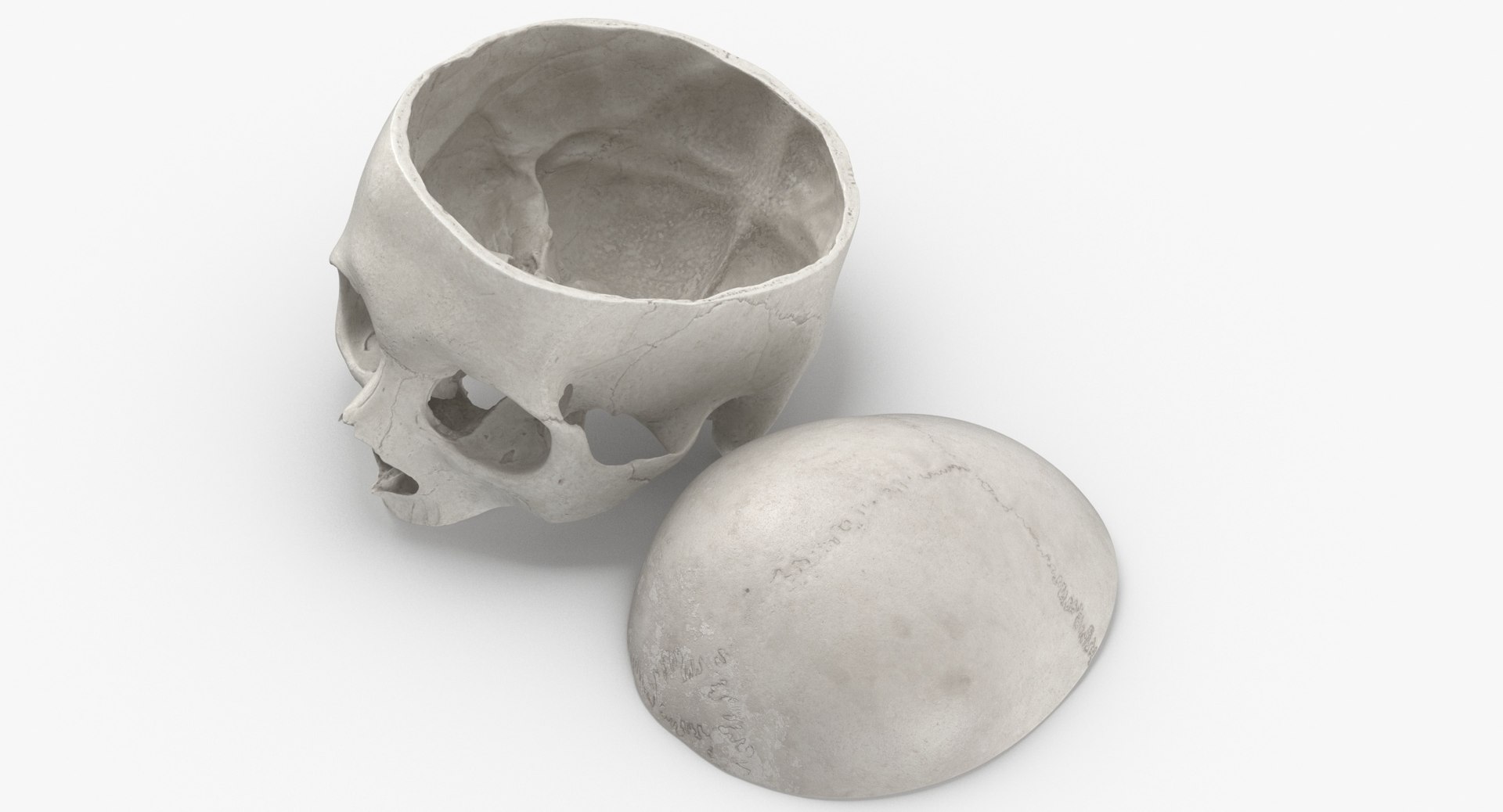 3D human skull cranial 02 https://p.turbosquid.com/ts-thumb/05/7eD8xo/Ip2GPaWA/human_skull_cranial_02_cut_with_piece_white_pose_04_thumbnail_0004/jpg/1588936068/1920x1080/fit_q87/bc5d58876c60028ba318c9a87cde44b4d379a5e0/human_skull_cranial_02_cut_with_piece_white_pose_04_thumbnail_0004.jpg