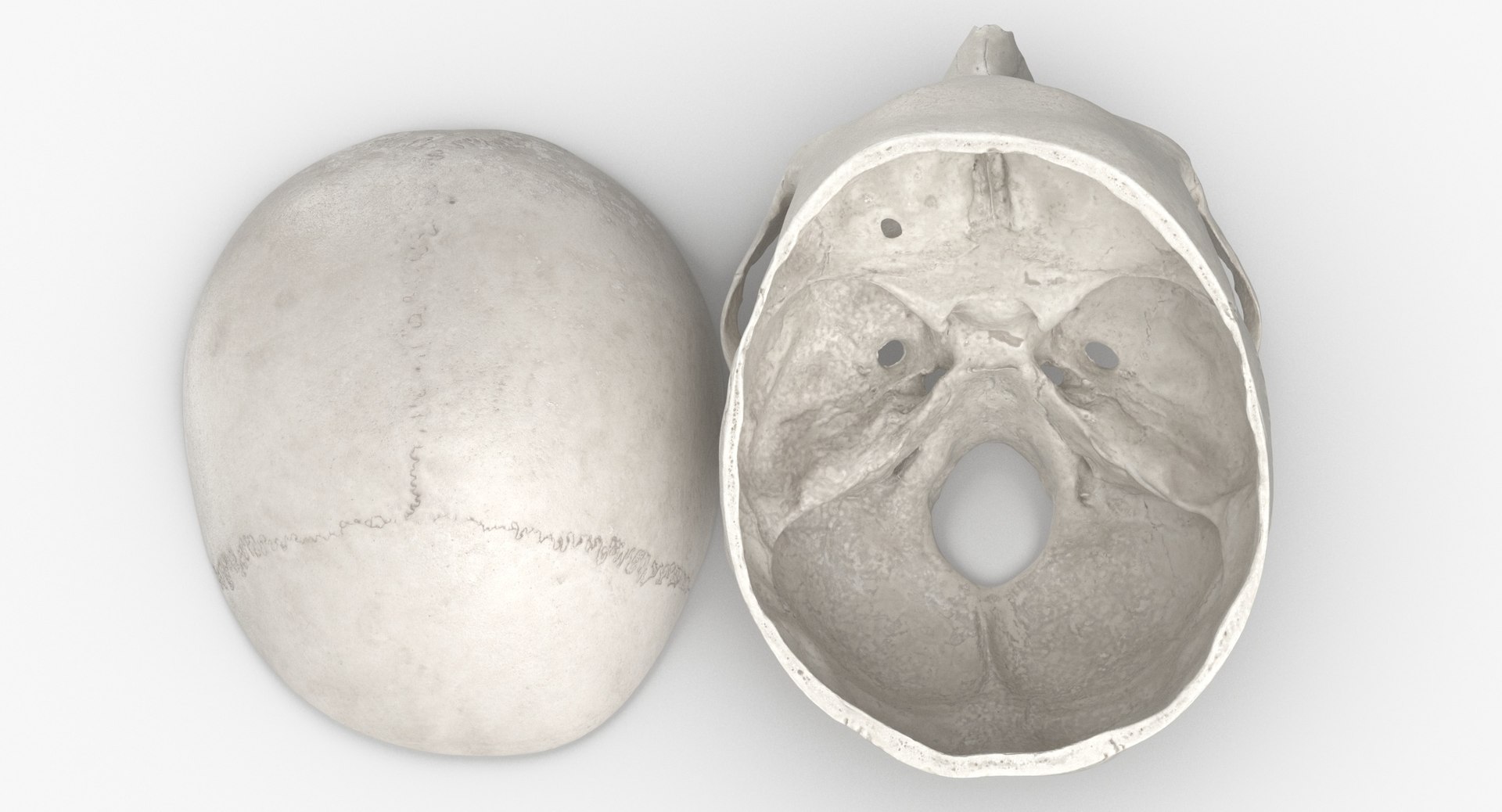 3D human skull cranial 02 https://p.turbosquid.com/ts-thumb/05/7eD8xo/Kz2mWS4z/human_skull_cranial_02_cut_with_piece_white_pose_04_thumbnail_0006/jpg/1588936068/1920x1080/fit_q87/2e120a7ac06a7144d1a6ad7e11e74afb1f281979/human_skull_cranial_02_cut_with_piece_white_pose_04_thumbnail_0006.jpg