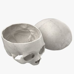 3D human skull cranial 02