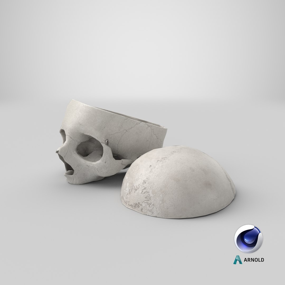 3D human skull cranial 02 https://p.turbosquid.com/ts-thumb/05/7eD8xo/VqASh7na/stemcell_cinema_4d_arnold_render/png/1592580400/1920x1080/fit_q87/5bf33921826f57c5fd80fed536b5c28eb87f284b/stemcell_cinema_4d_arnold_render.jpg