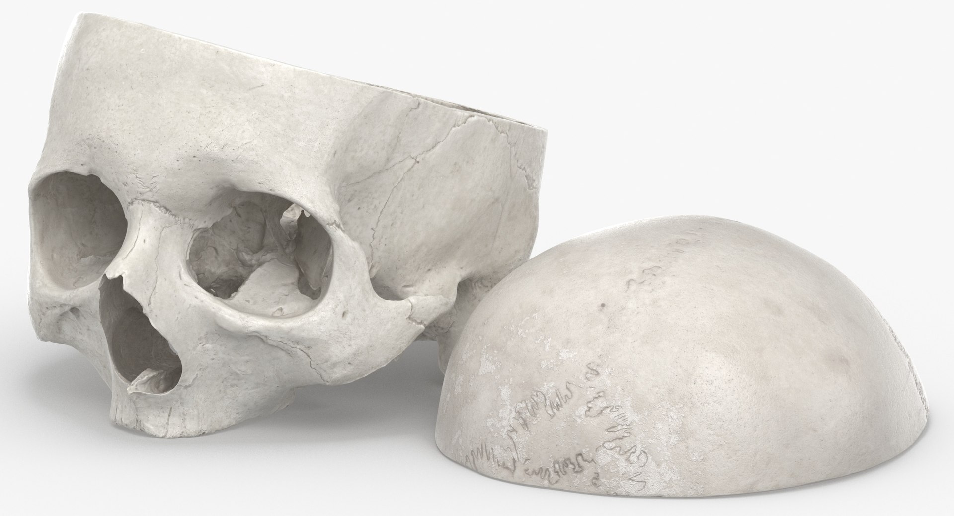 3D human skull cranial 02 https://p.turbosquid.com/ts-thumb/05/7eD8xo/ygfwMiaV/human_skull_cranial_02_cut_with_piece_white_pose_04_thumbnail_0005/jpg/1588936068/1920x1080/fit_q87/42542a9a1541b4174761392daad860b87693a3ae/human_skull_cranial_02_cut_with_piece_white_pose_04_thumbnail_0005.jpg