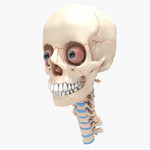 3d anatomical ultimate human skull