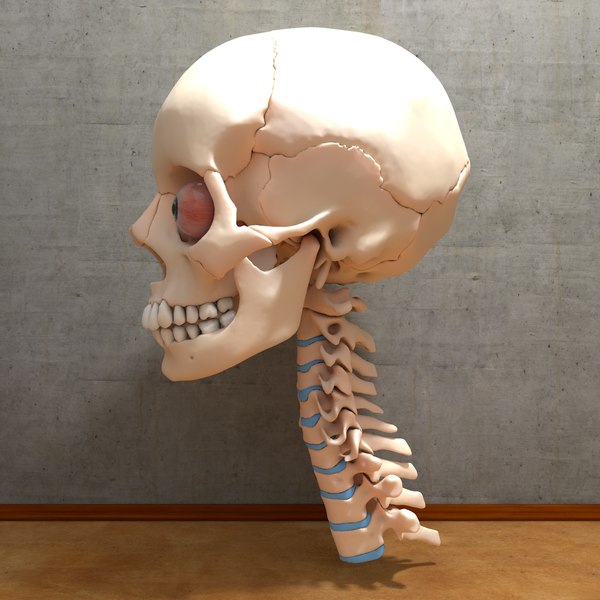 3d anatomical ultimate human skull