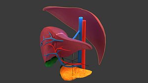 liver human anatomy cross section 3D model