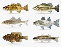 Bass Collection
