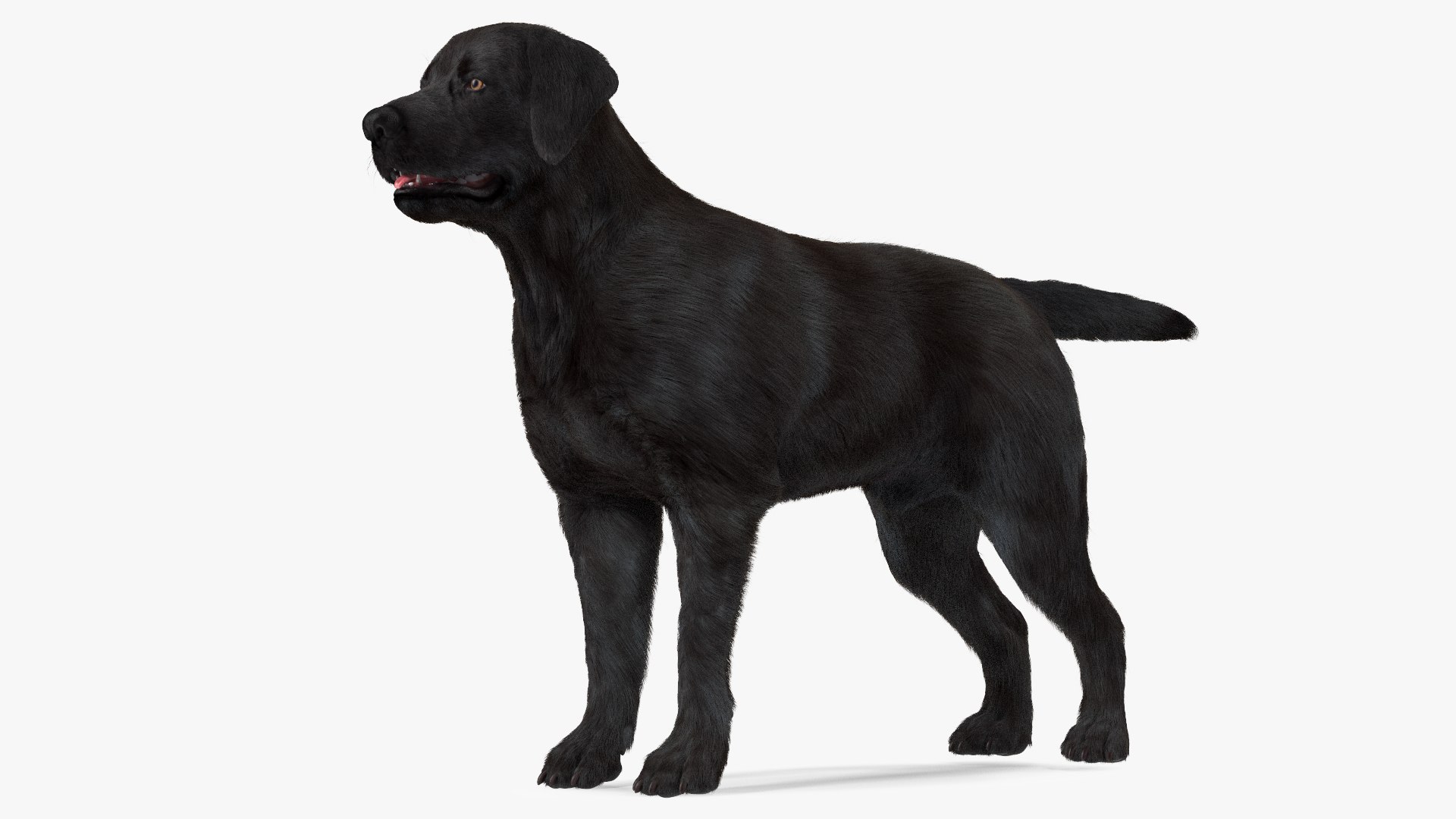 Labrador Dog Black Rigged Fur for Maya 3D model preview