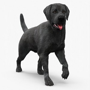 Labrador Dog Black Rigged Fur for Maya