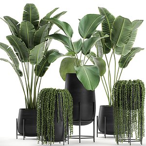 3D model plant black houseplants
