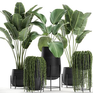 Houseplants in a black pot for the interior 700