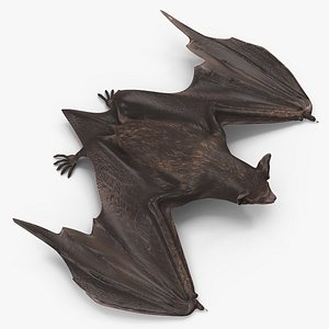 Black Bat Pose