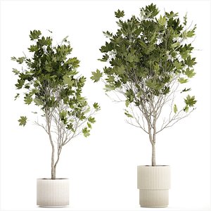 3D Beautiful Plane Tree And Acer Tree In Pots 1353 model