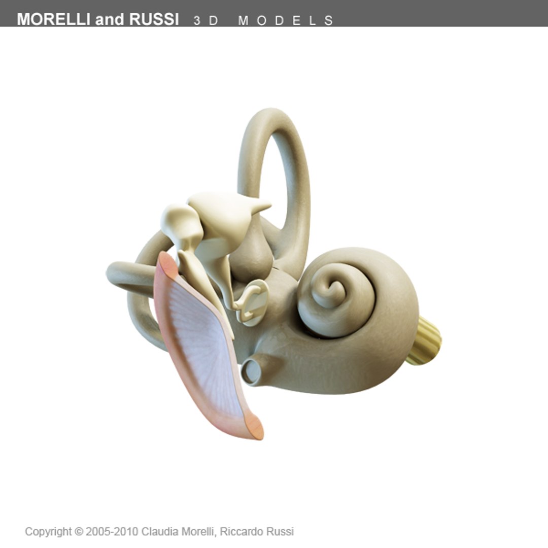 3ds max internal ear https://p.turbosquid.com/ts-thumb/05/VNpPvc/4EiSVOs8/earts600texture08/png/1295092650/1920x1080/fit_q87/9259aa3ae641fe424554da46bc55a94715b29f5d/earts600texture08.jpg