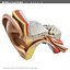 EAR MR