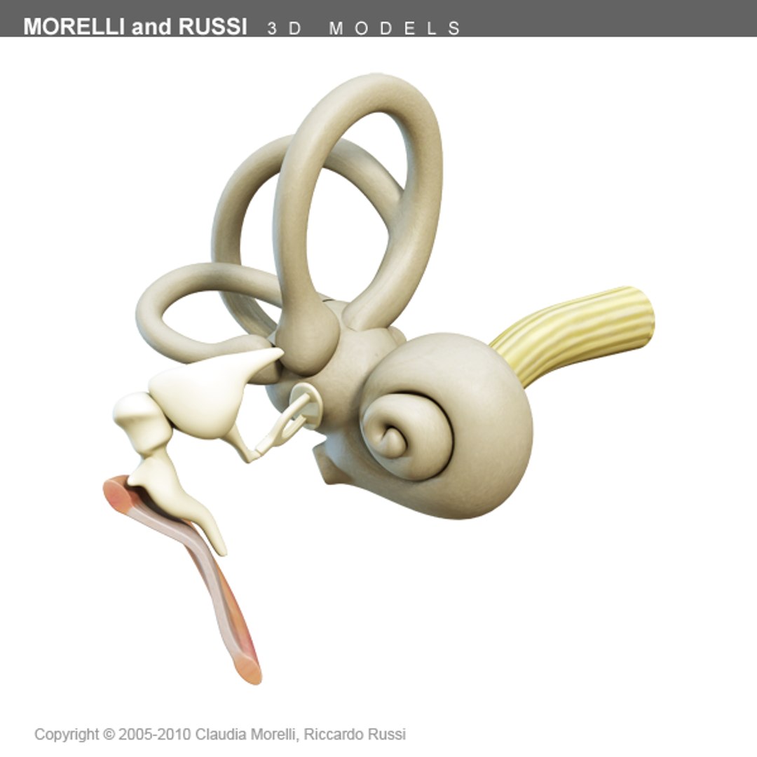 3ds max internal ear https://p.turbosquid.com/ts-thumb/05/VNpPvc/UPziPmiN/earts600texture06/png/1295092650/1920x1080/fit_q87/c2b00f0c6bca8dbdb3c3ee02fe5fa11fa8d5a4c8/earts600texture06.jpg